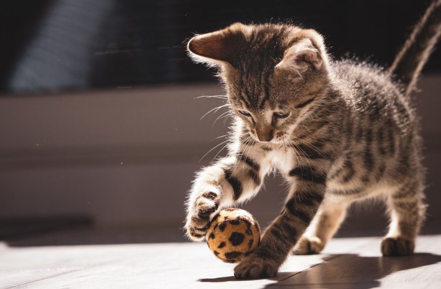 Découvrez le secret ultime pour protéger votre chat des fils électriques et des plantes toxiques ! Vous ne devinerez jamais ce qui fonctionne !