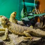 Découvrez le terrarium idéal pour assurer le bonheur de votre reptile !