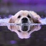 Découvrez les 10 types de jappements chez les chiens – Vous ne devinerez jamais le numéro 7 !