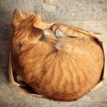 Découvrez les 5 activités insolites qui apaiseront votre chat en un clin d&rsquo;œil !