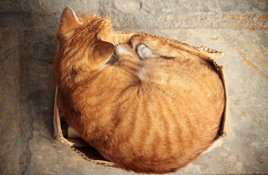 Découvrez les 5 activités insolites qui apaiseront votre chat en un clin d’œil !