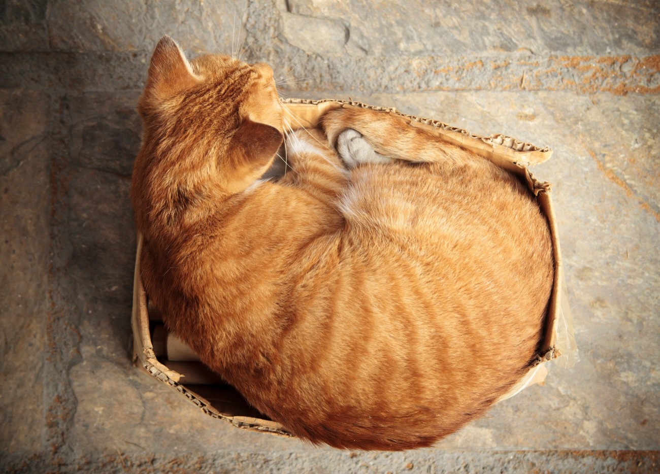 Découvrez les 5 activités insolites qui apaiseront votre chat en…