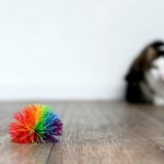 Découvrez les 5 activités sensorielles innovantes pour stimuler votre chat à la maison !