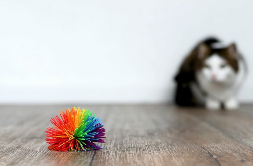 Découvrez les 5 activités sensorielles innovantes pour stimuler votre chat à la maison !