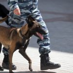 Découvrez les 5 astuces infaillibles pour protéger votre chien du froid glacial !