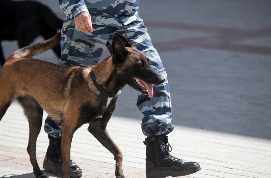 Découvrez les 5 astuces infaillibles pour protéger votre chien du froid glacial !