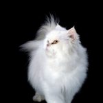 Découvrez les 5 astuces infaillibles pour renforcer la confiance de votre chat et créer un lien unique avec lui !