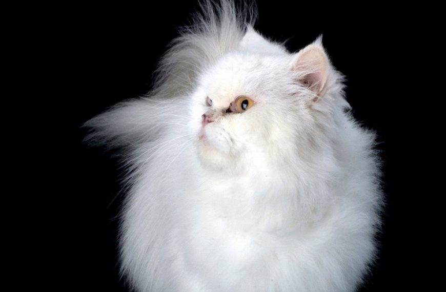 Découvrez les 5 astuces infaillibles pour renforcer la confiance de votre chat et créer un lien unique avec lui !
