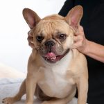 Découvrez les 5 étapes émouvantes de la vie d&rsquo;un chien de thérapie et préparez-vous à verser des larmes de bonheur !