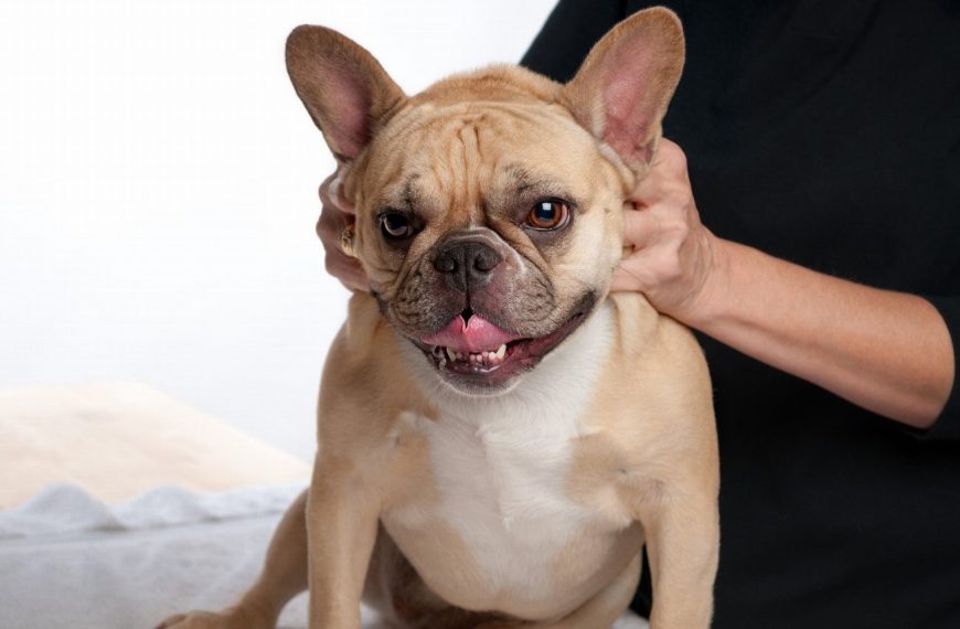 Découvrez les 5 étapes émouvantes de la vie d’un chien de thérapie et préparez-vous à verser des larmes de bonheur !