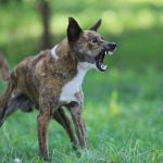Découvrez les 5 formes d&rsquo;agressivité chez le chien qui vont vous surprendre !
