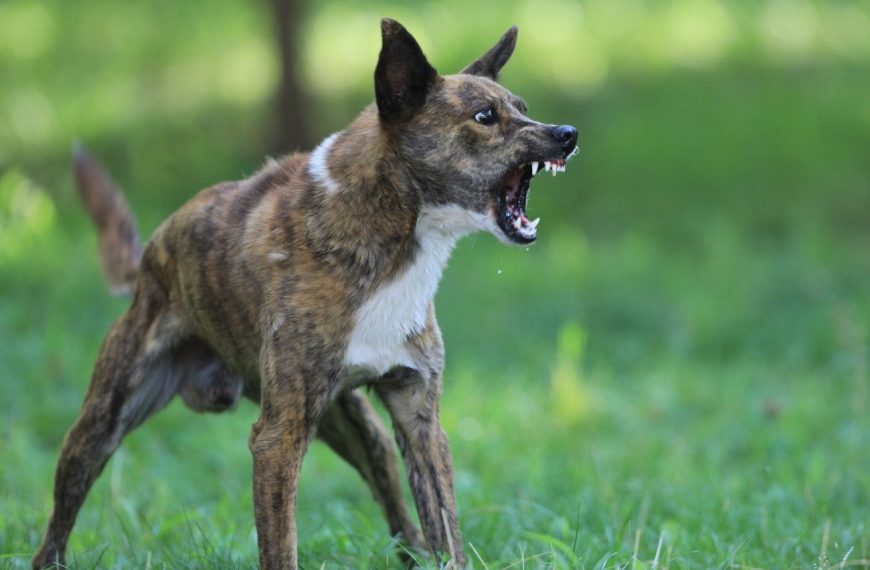 Découvrez les 5 formes d&rsquo;agressivité chez le chien qui vont vous surprendre !