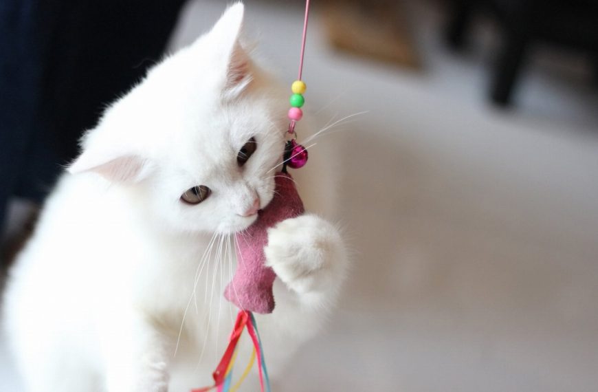 Découvrez les 5 jouets incontournables pour divertir votre chaton et le rendre heureux !