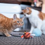 Découvrez les 5 jouets parfaits pour divertir votre chat senior et lui redonner une seconde jeunesse !