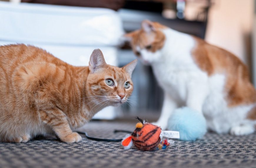 Découvrez les 5 jouets parfaits pour divertir votre chat senior et lui redonner une seconde jeunesse !