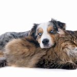 Découvrez les 5 signes d&rsquo;anxiété chez votre chien – Vous serez surpris !