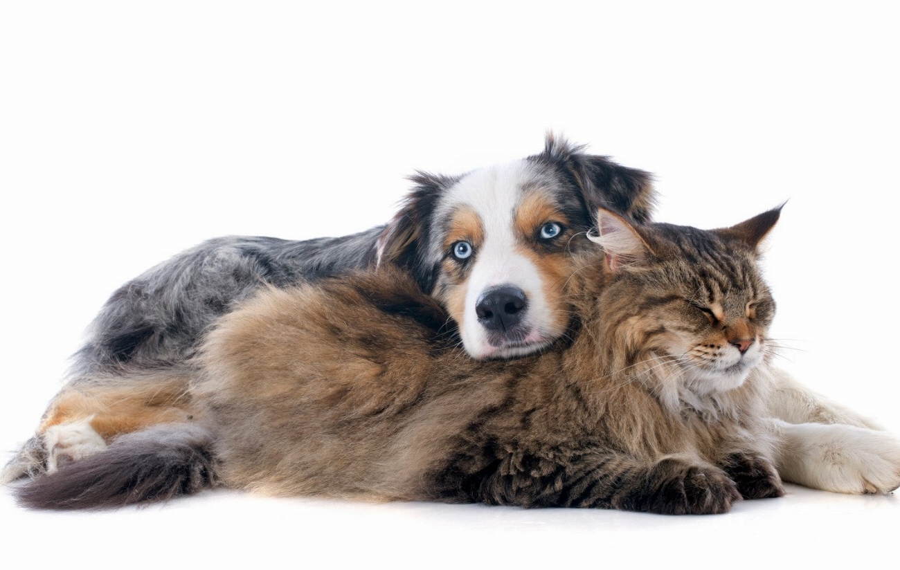 Découvrez les 5 signes d’anxiété chez votre chien – Vous…