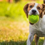 Découvrez les 5 signes de dominance chez votre chien – Vous ne devinerez jamais le numéro 3 !