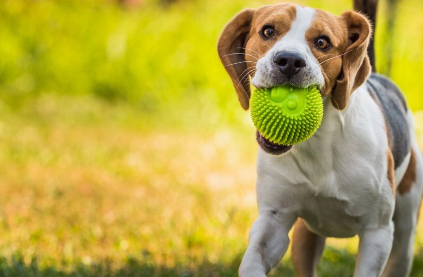 Découvrez les 5 signes de dominance chez votre chien – Vous ne devinerez jamais le numéro 3 !