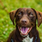 Découvrez les 5 signes surprenants de la léthargie chez les chiens – Vous ne croirez pas le numéro 3 !