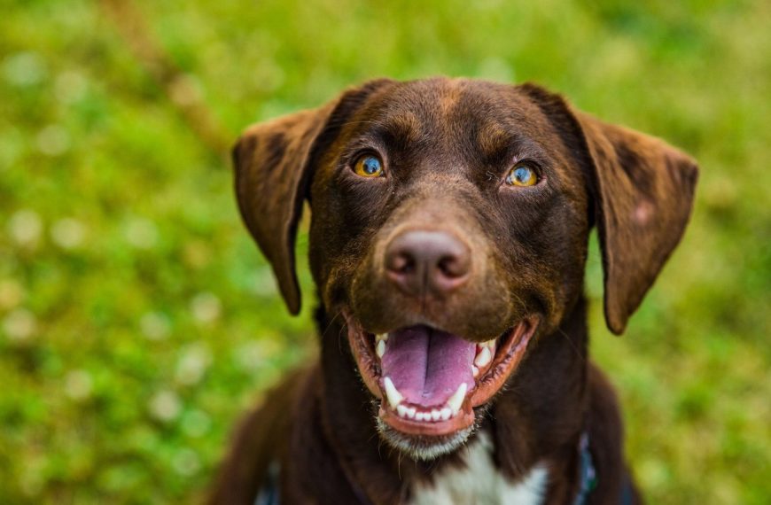 Découvrez les 5 signes surprenants de la léthargie chez les chiens – Vous ne croirez pas le numéro 3 !