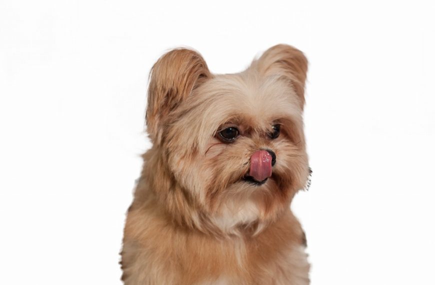 Découvrez les 5 types de léchage chez le chien qui vont vous surprendre !