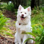 Découvrez les 7 étapes de la vie d&rsquo;un chien de compagnie – Vous serez surpris par la 4ème !
