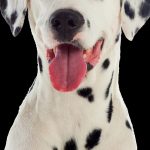 Découvrez les 7 étapes incroyables de la vie d&rsquo;un chien de compagnie – vous ne devinerez jamais laquelle est la plus mignonne !