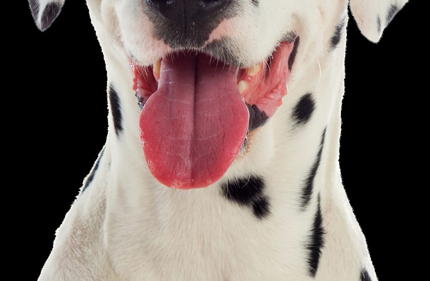 Découvrez les 7 étapes incroyables de la vie d&rsquo;un chien de compagnie – vous ne devinerez jamais laquelle est la plus mignonne !