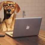 Découvrez les 7 races de chiens parfaites pour vivre en appartement !