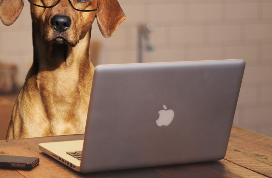 Découvrez les 7 races de chiens parfaites pour vivre en appartement !