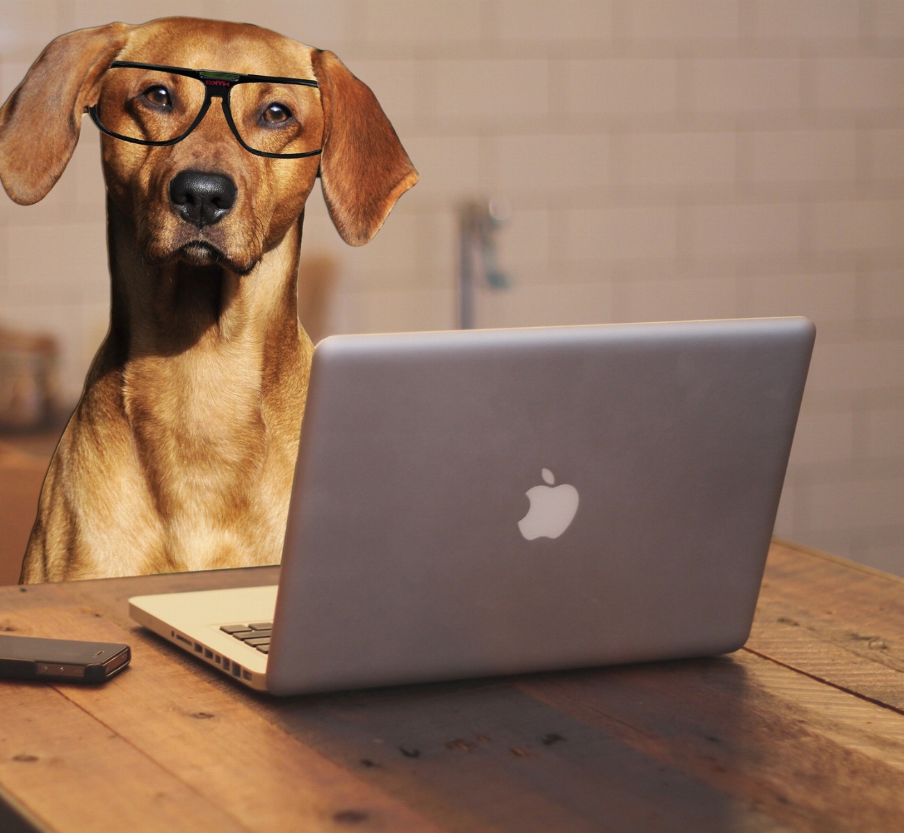 Découvrez les 7 races de chiens parfaites pour vivre en…