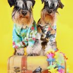 Découvrez les 7 secrets pour voyager avec votre chien en avion en toute sécurité et sérénité !