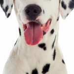 Découvrez les astuces infaillibles pour voyager en métro avec votre chien sans le moindre souci !
