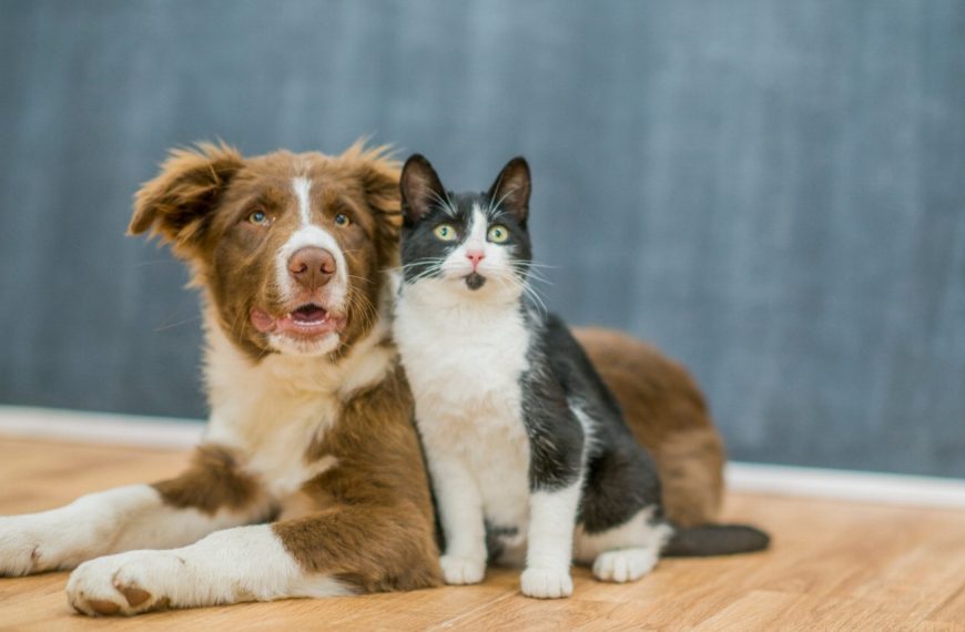 Découvrez les effets choquants des produits de bricolage sur nos amis félins – un avertissement crucial pour tous les propriétaires de chats !