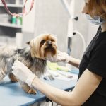 Découvrez les étapes fascinantes de la vie d&rsquo;un chien de travail – vous ne croirez pas ce qu&rsquo;ils accomplissent !