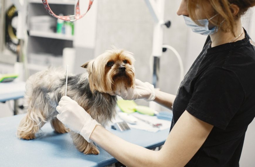 Découvrez les étapes fascinantes de la vie d&rsquo;un chien de travail – vous ne croirez pas ce qu&rsquo;ils accomplissent !