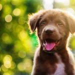 Découvrez les étapes fascinantes du développement d&rsquo;un chiot – Vous ne croirez pas à quel point ils grandissent rapidement!