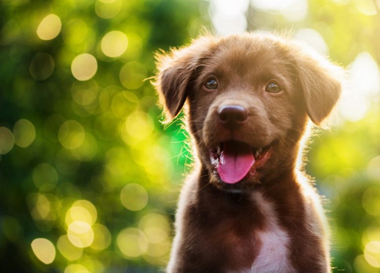 Découvrez les étapes fascinantes du développement d’un chiot…