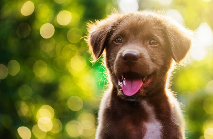 Découvrez les étapes fascinantes du développement d&rsquo;un chiot – Vous ne croirez pas à quel point ils grandissent rapidement!