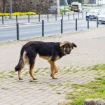 Découvrez les étapes incroyables de la vie d&rsquo;un chien de sauvetage aquatique – Vous ne croirez pas ce qu&rsquo;ils accomplissent !