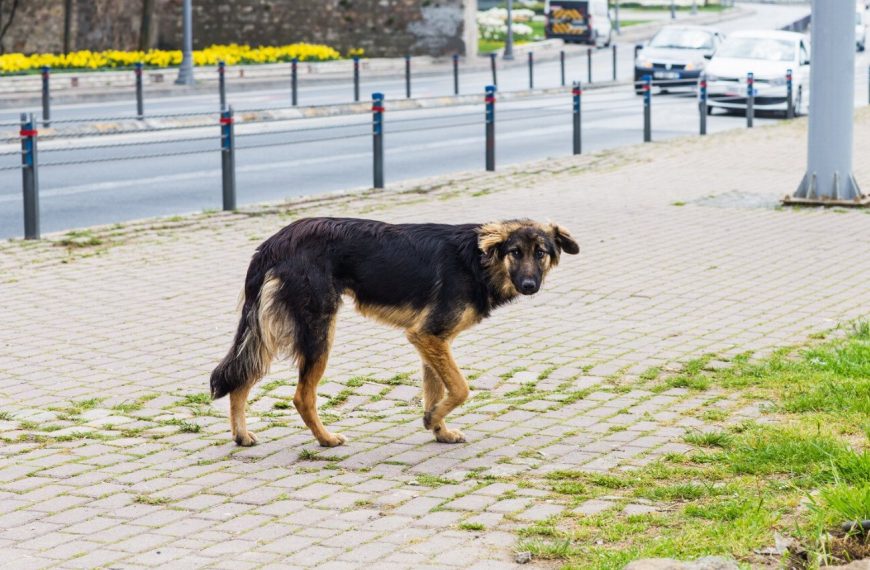Découvrez les étapes incroyables de la vie d&rsquo;un chien de sauvetage aquatique – Vous ne croirez pas ce qu&rsquo;ils accomplissent !