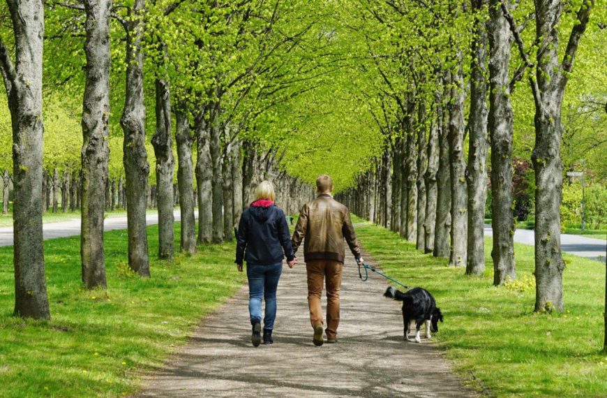 Découvrez les fascinantes étapes de la vie d’un chien de recherche en pistage – vous ne croirez pas ce qu’ils sont capables de faire !