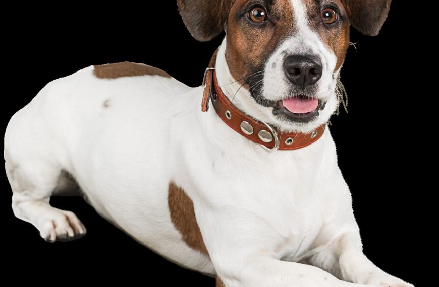Découvrez les incroyables étapes de formation d&rsquo;un chien de détection – Vous ne croirez pas ce qu&rsquo;ils sont capables de faire !