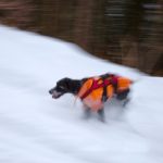 Découvrez les incroyables étapes de la vie d&rsquo;un chien de recherche en avalanche, préparez-vous à être émerveillé !