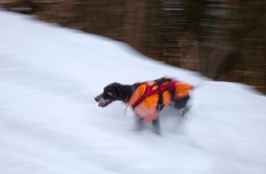 Découvrez les incroyables étapes de la vie d’un chien de recherche en avalanche, préparez-vous à être émerveillé !