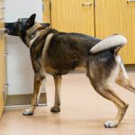 Découvrez les incroyables étapes de la vie d&rsquo;un chien de recherche en décombres – Vous ne croirez jamais ce qu&rsquo;ils peuvent accomplir !