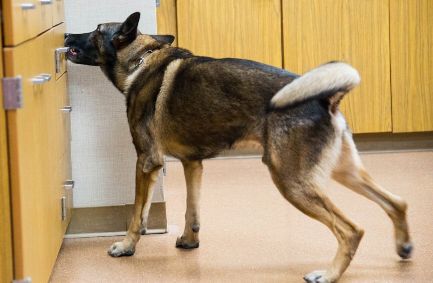 Découvrez les incroyables étapes de la vie d’un chien de recherche en décombres – Vous ne croirez jamais ce qu’ils peuvent accomplir !