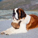 Découvrez les incroyables étapes de la vie d&rsquo;un chien de recherche et sauvetage – Vous ne croirez pas ce qu&rsquo;ils sont capables de faire !
