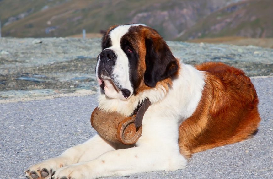 Découvrez les incroyables étapes de la vie d&rsquo;un chien de recherche et sauvetage – Vous ne croirez pas ce qu&rsquo;ils sont capables de faire !